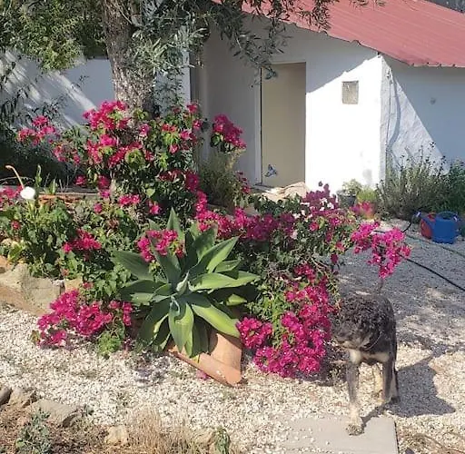 Daire Casa Hortensia Cardigos